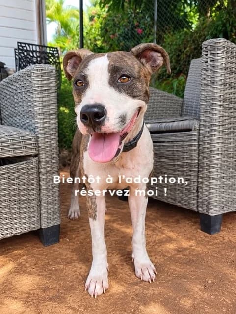 Suki, Mixed Breed for adoption at Association Zang, zang