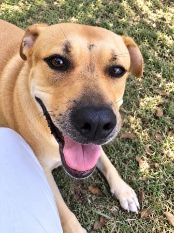 Téa, Mixed Breed for adoption at Association Zang, zang