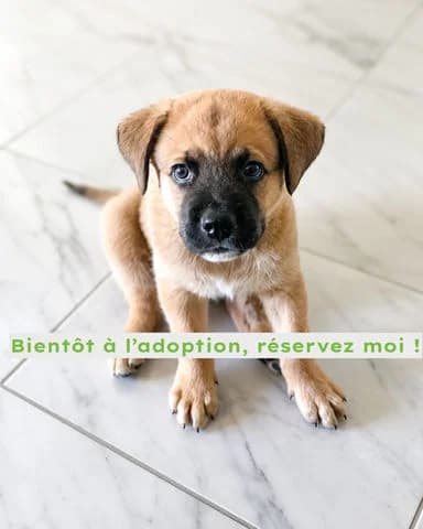 Teddy, puppy Mixed Breed for adoption at Association Zang, zang