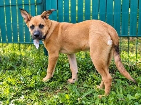Teddy, puppy Mixed Breed for adoption at Association Zang, zang
