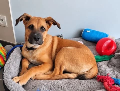 Teddy, puppy Mixed Breed for adoption at Association Zang, zang