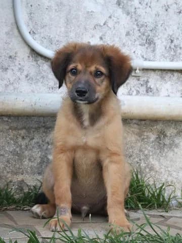 Thiakry, puppy Mixed Breed for adoption at Association Zang, zang
