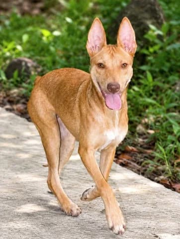 Tififi, puppy Mixed Breed for adoption at Association Zang, zang