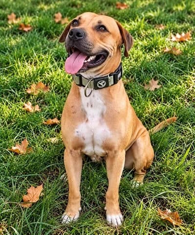 Tymal, puppy Mixed Breed for adoption at Association Zang, zang
