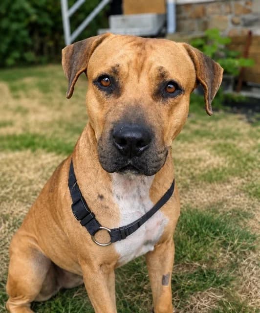 Tymal, puppy Mixed Breed for adoption at Association Zang, zang