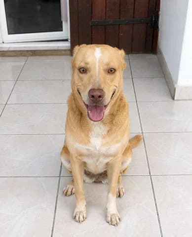Umi, 3yo Mixed Breed for adoption at Association Zang, zang