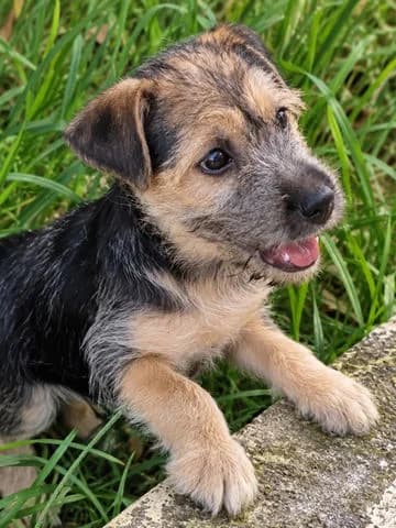Yager, Mixed Breed for adoption at Association Zang, zang