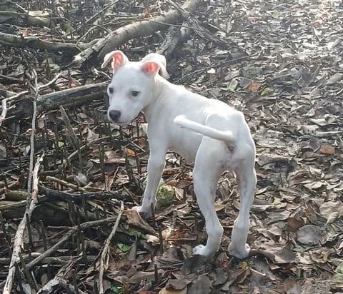 Yukee, puppy Mixed Breed for adoption at Association Zang, zang