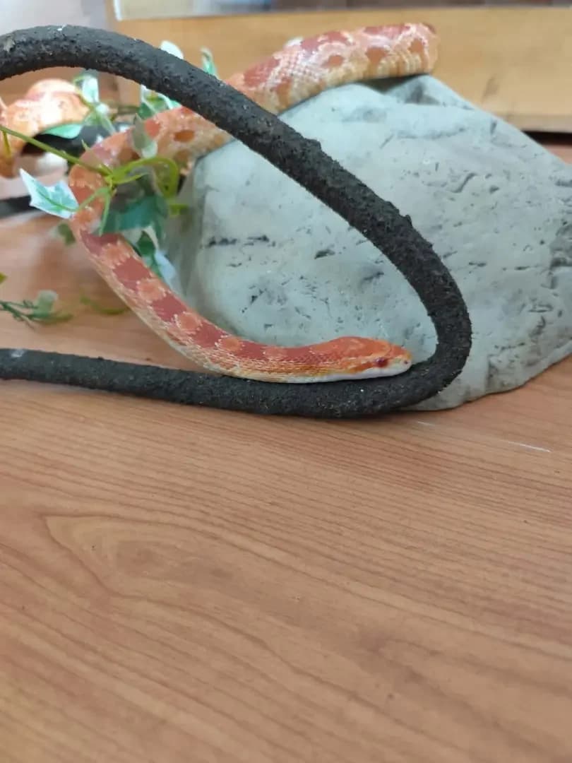 Comète, female senior Mixed Breed for adoption at Zanndoli – Association pour reptiles et tortues