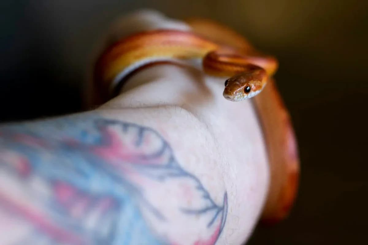 Otto, female young Mixed Breed for adoption at Zanndoli – Association pour reptiles et tortues
