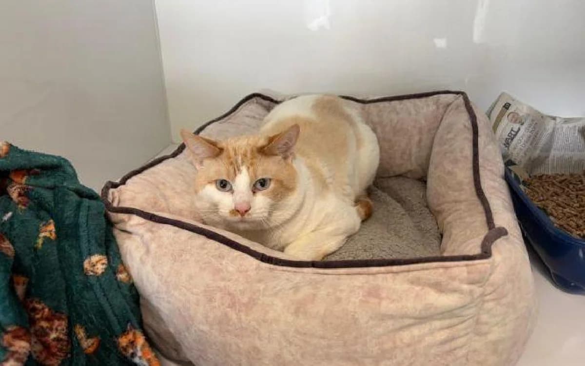Bruce, male 3yo mixed breed for adoption at SSPCA, Edinburgh
