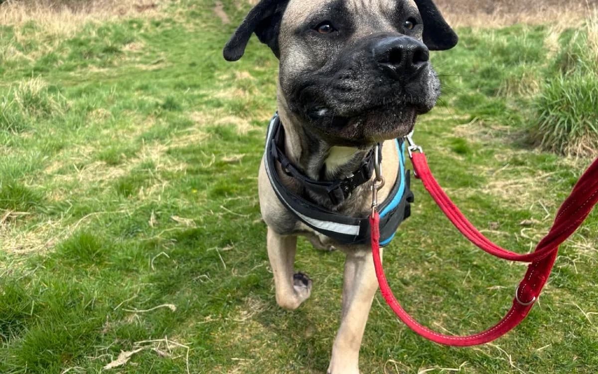 Shadow, male 4yo Presa Canario for adoption at SSPCA, Edinburgh