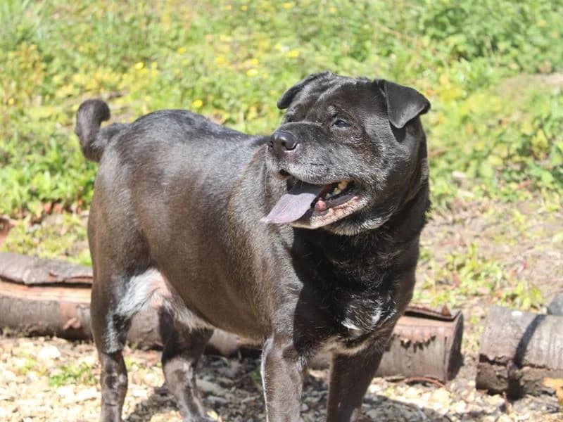 Milo, male senior Shar Pei for adoption at Dogs Trust Merseyside, Liverpool