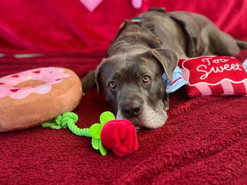 Moose, male 7yo Cane Corso for adoption at Dogs Trust Snetterton, Snetterton