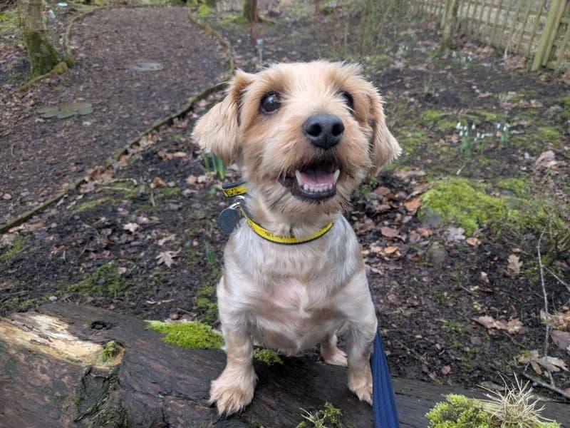 Duke, male 6yo Yorkshire Terrier for adoption at Dogs Trust West Calder, West Calder
