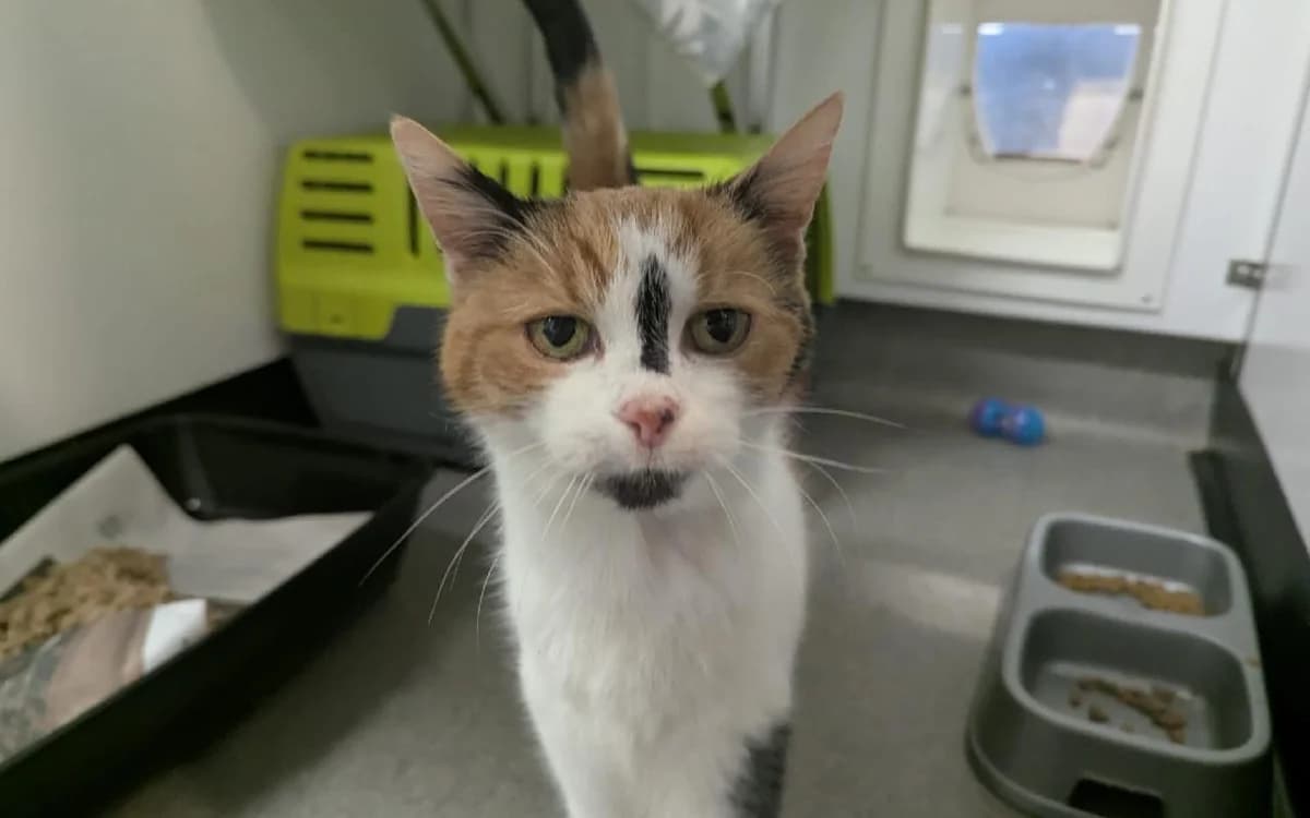 Ginger, female senior mixed breed for adoption at SSPCA, Edinburgh