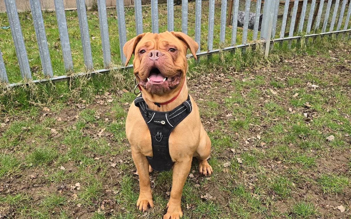 Lexi, female 7yo mixed breed for adoption at SSPCA, Edinburgh