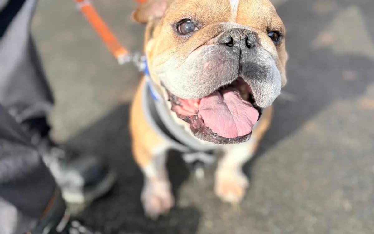 Ginger, female senior English Bulldog for adoption at SSPCA, Edinburgh