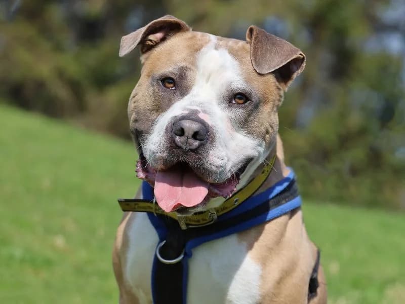 Buster, male young Staffordshire Bull Terrier for adoption at Dogs Trust Leeds, Leeds