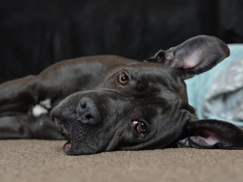 Mavis, female 4yo Cane Corso for adoption at Dogs Trust Kenilworth, Kenilworth