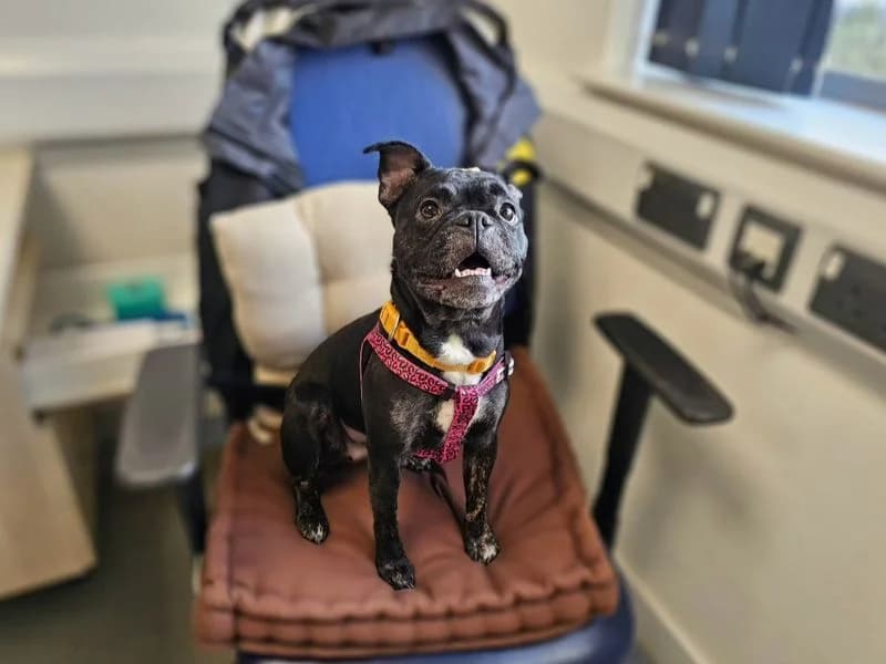 Winnie, female 4yo English Bulldog for adoption at Dogs Trust Evesham, Evesham