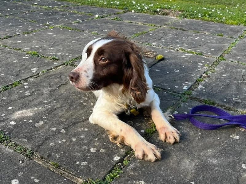 Daniel, male 5yo mixed breed for adoption at Dogs Trust Canterbury, Chestfield