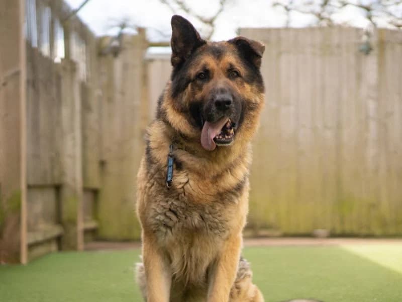 Apollo, male 4yo mixed breed for adoption at Dogs Trust Kenilworth, Kenilworth