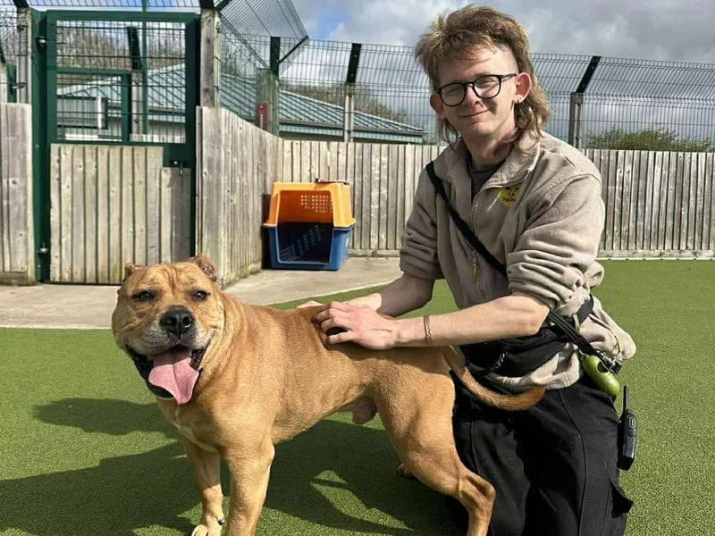 Ronnie, male 5yo Staffordshire Bull Terrier for adoption at Dogs Trust Evesham, Evesham