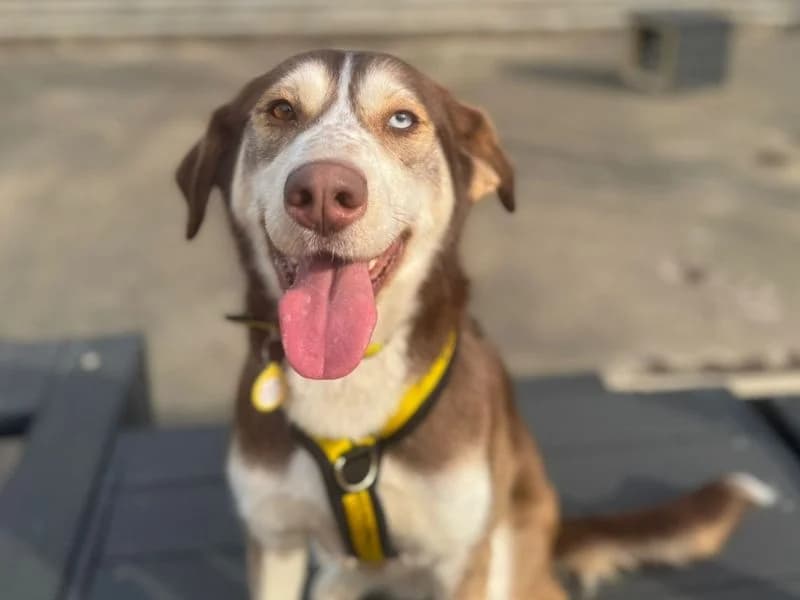 Ruby, female young Husky for adoption at Dogs Trust Harefield, Harefield