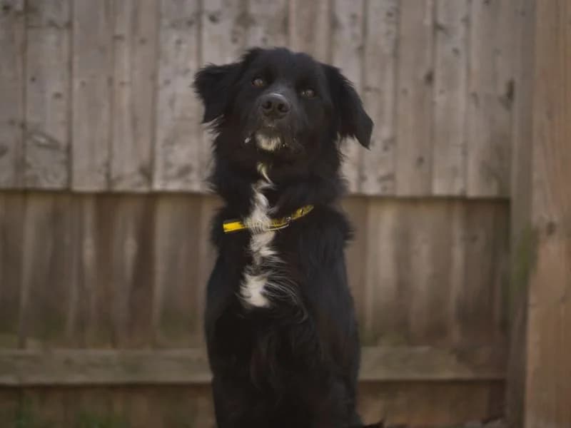 Blue, male young Border Collie for adoption at Dogs Trust Kenilworth, Kenilworth