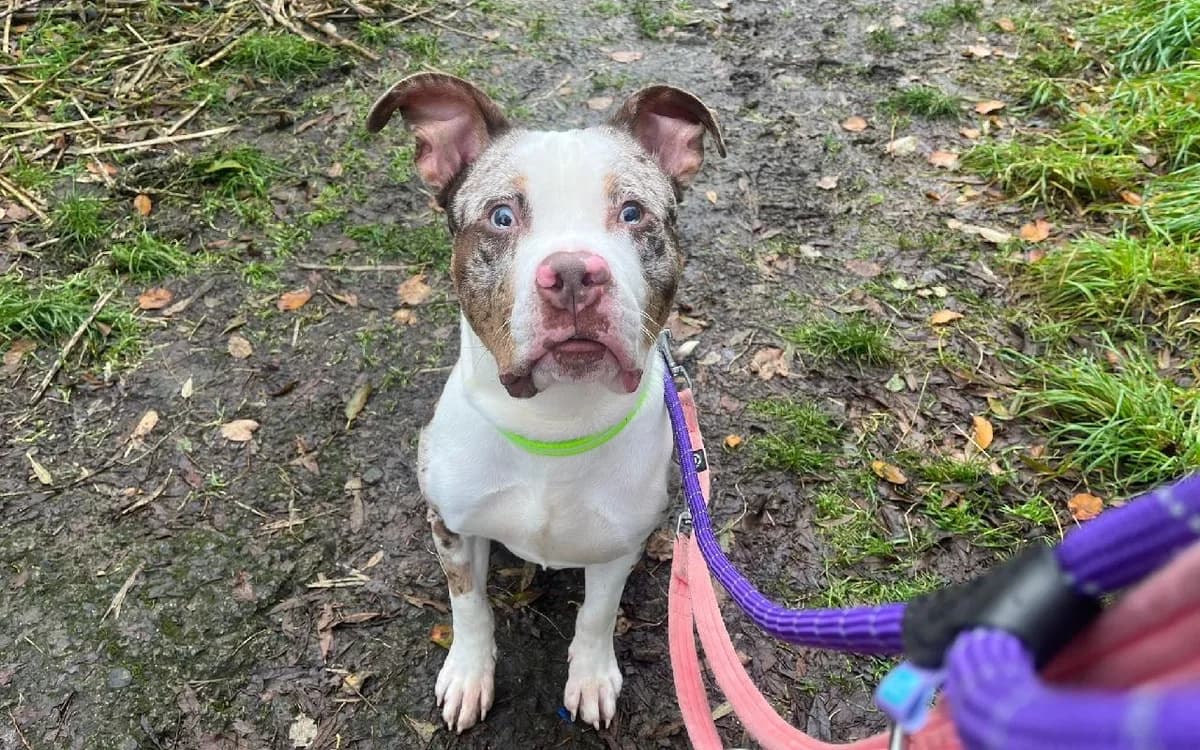 Harley, male young Mixed Breed for adoption at SSPCA, Edinburgh