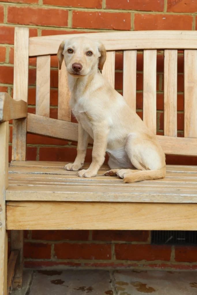 Sol, male puppy Mixed Breed for adoption at Dogs N Homes Rescue, London