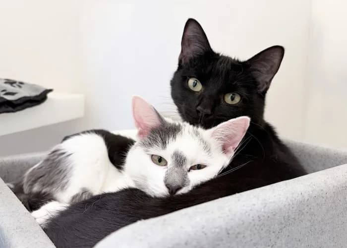 Maz & Dom Available More Information, puppy Mixed Breed Cat for adoption at RSPCA Danaher Animal Home, Braintree
