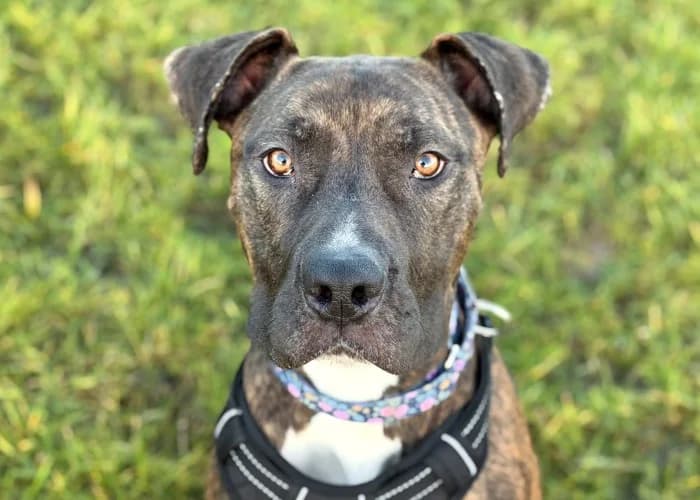 Missy Temporarily Reserved More Information, female young Cane Corso for adoption at RSPCA Danaher Animal Home, Braintree