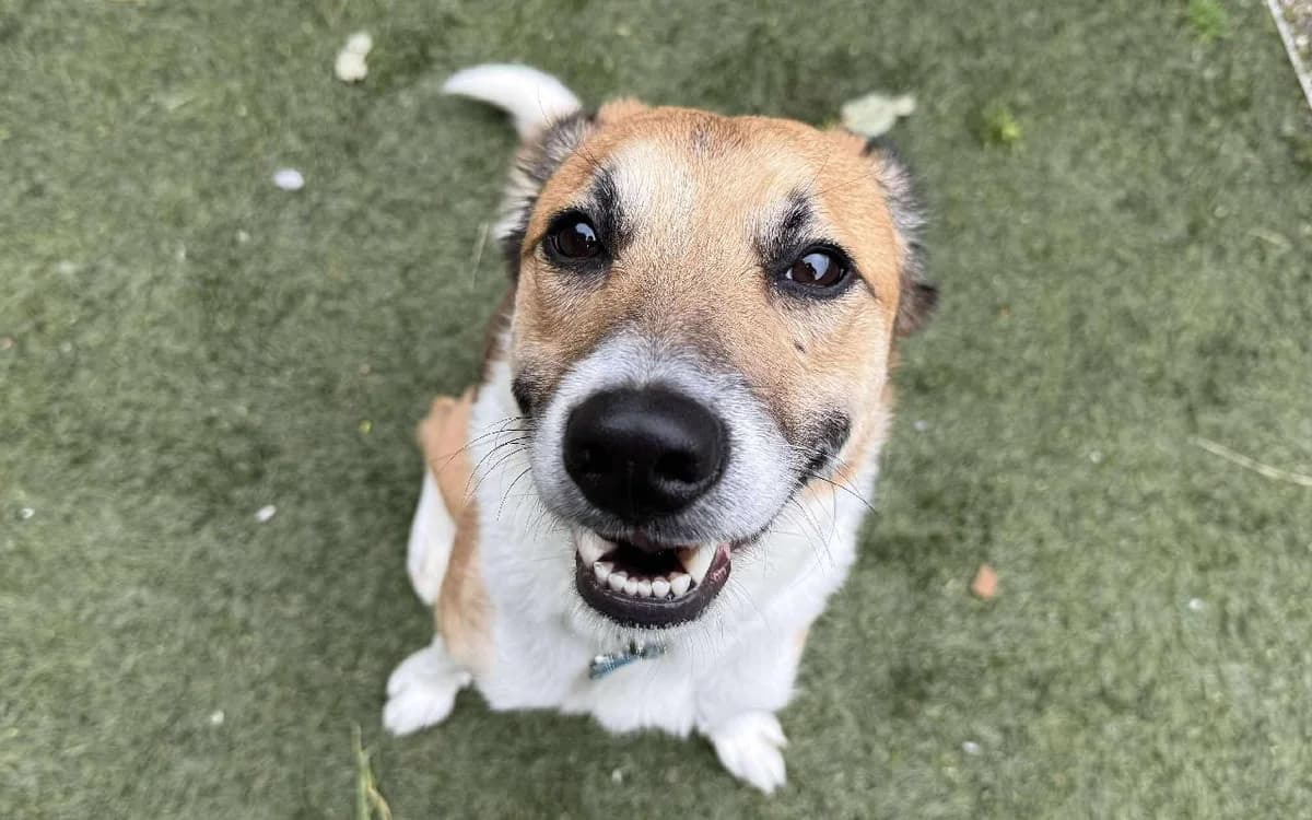 Mylo, male 3yo Collie for adoption at SSPCA, Edinburgh