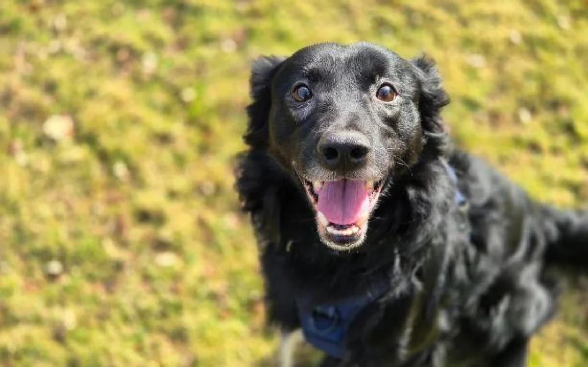 Zeus, male 4yo Border Collie for adoption at SSPCA, Edinburgh