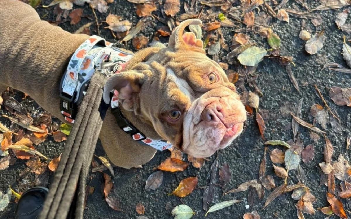 Barbara, female 5yo English Bulldog for adoption at SSPCA, Edinburgh