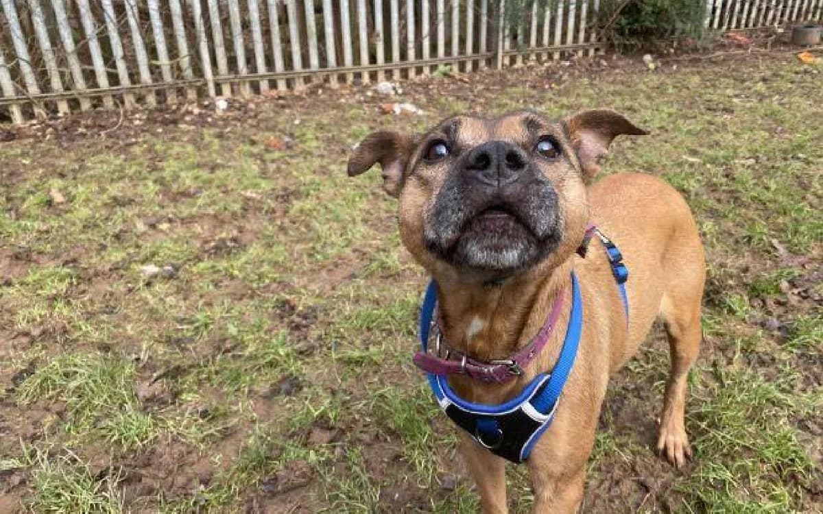 Holly, female senior Staffordshire Bull Terrier for adoption at SSPCA, Edinburgh