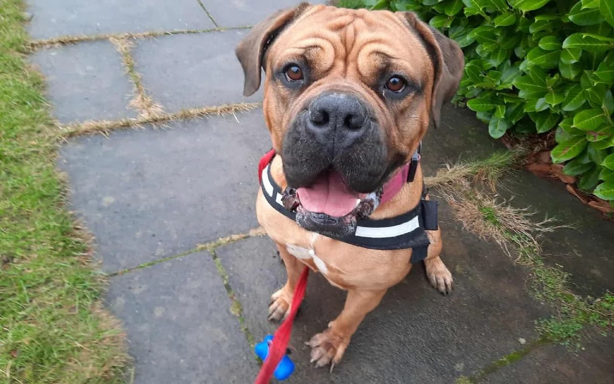 Leia, female 5yo Bullmastiff for adoption at SSPCA, Edinburgh
