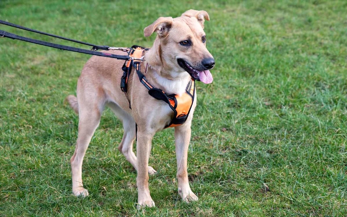 Zelda, female young Mixed Breed for adoption at SSPCA, Edinburgh
