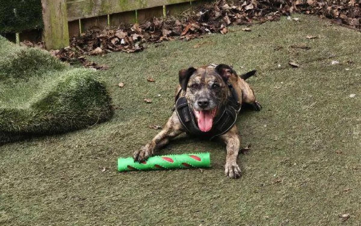 Cody, male senior Mixed Breed for adoption at SSPCA, Edinburgh