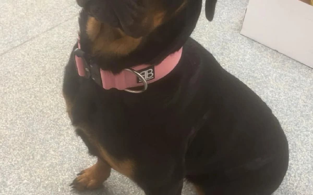 River, female young Rottweiler for adoption at SSPCA, Edinburgh