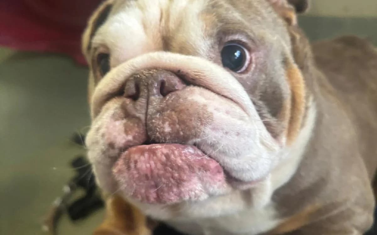Carly, female 5yo English Bulldog for adoption at SSPCA, Edinburgh