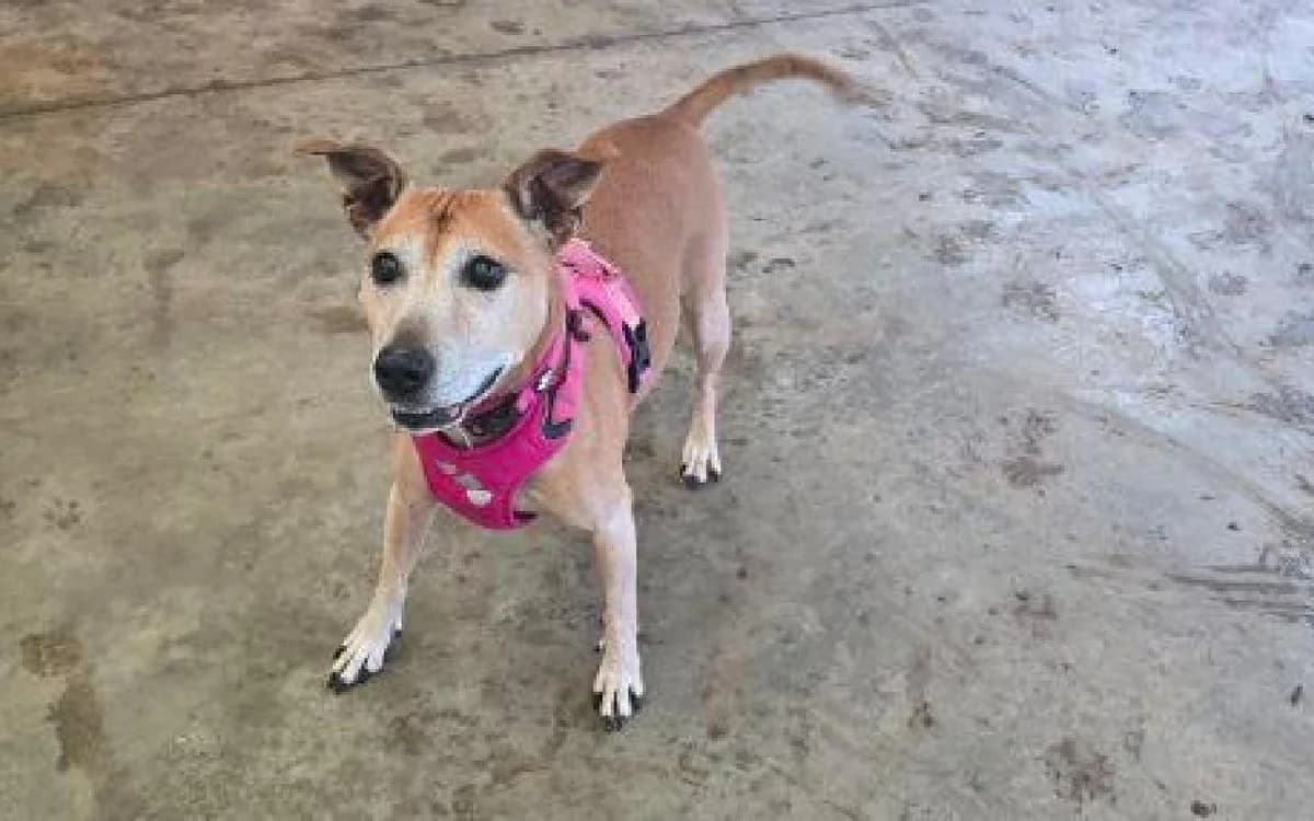 Duchess, female senior Staffordshire Bull Terrier for adoption at SSPCA, Edinburgh