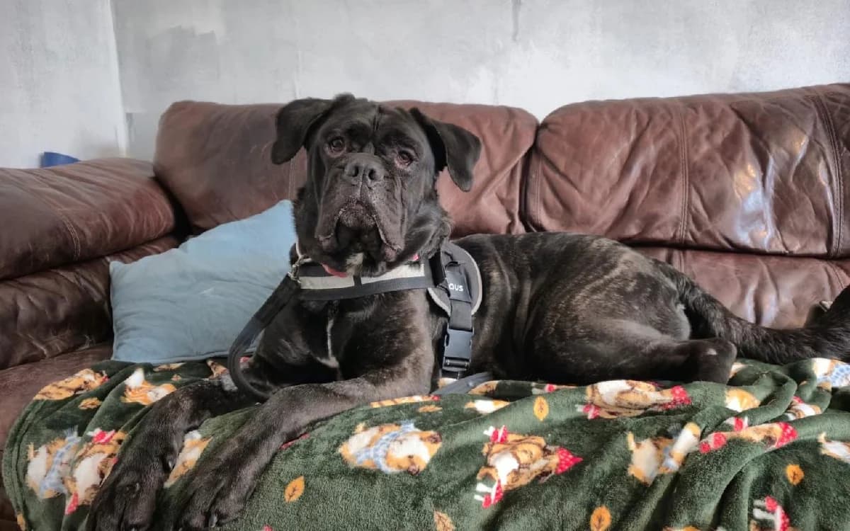 Natalie, female 5yo Cane Corso for adoption at SSPCA, Edinburgh