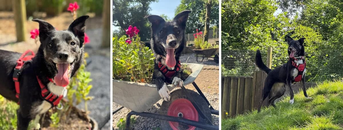 Adopt Gazelle, female senior Miniature Schnauzer for adoption at Hope Rescue, Pontyclun