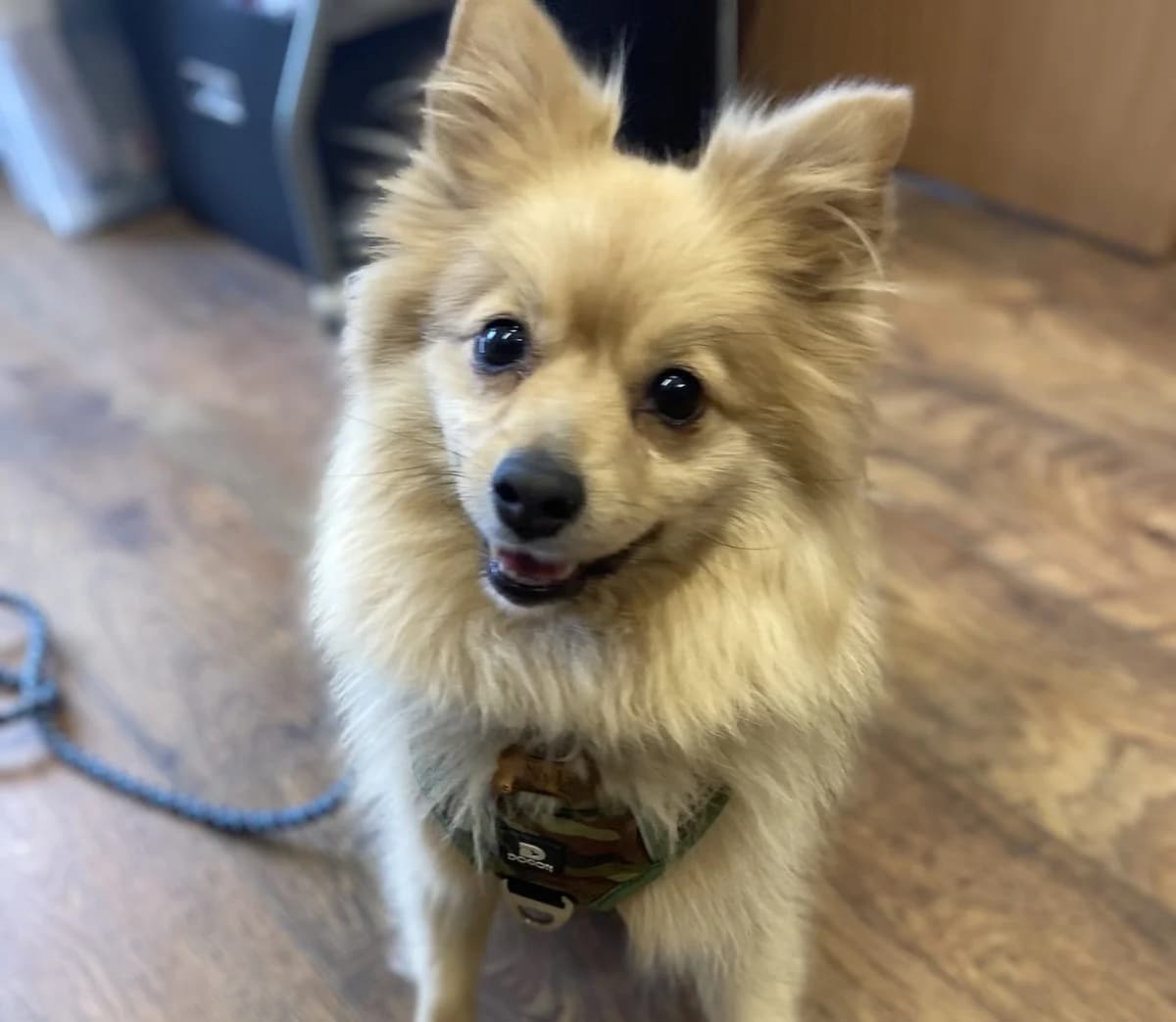 Alexis, female 4yo Mixed Breed for adoption at Freshfields Animal Rescue, Liverpool