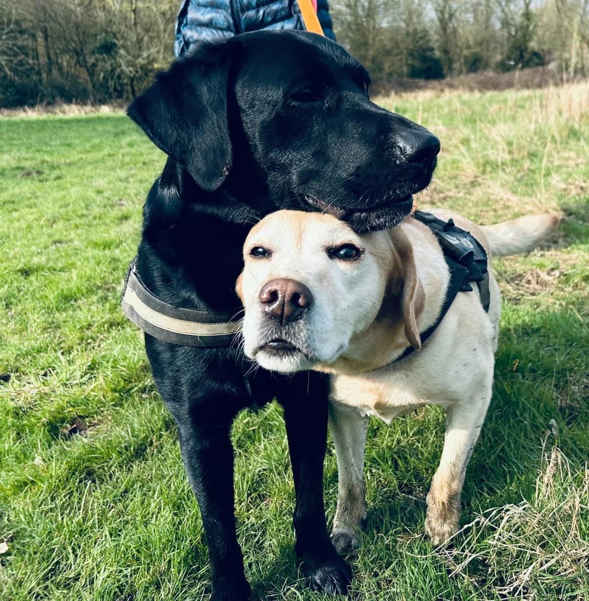 Ammo and Nala, female senior mixed breed for adoption at All Dogs Matter, London