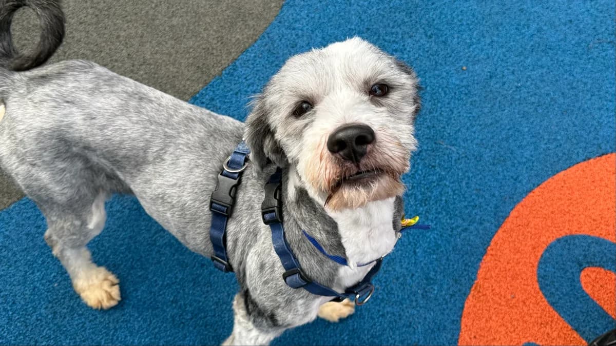 Bertie (& Lyla), male 5yo Mixed Breed for adoption at Battersea Dogs & Cats Home, London