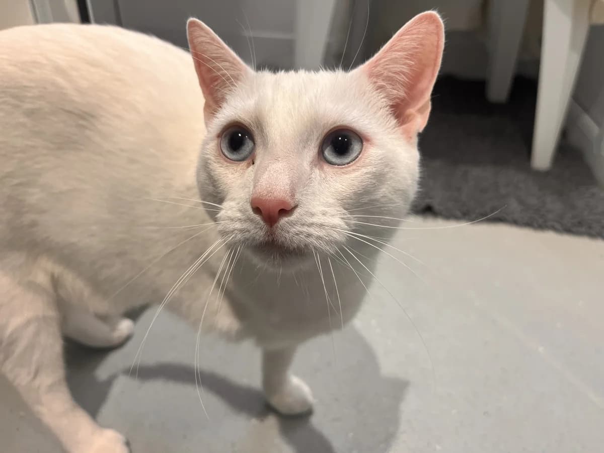 Casper, mixed breed for adoption at Wood Green, London